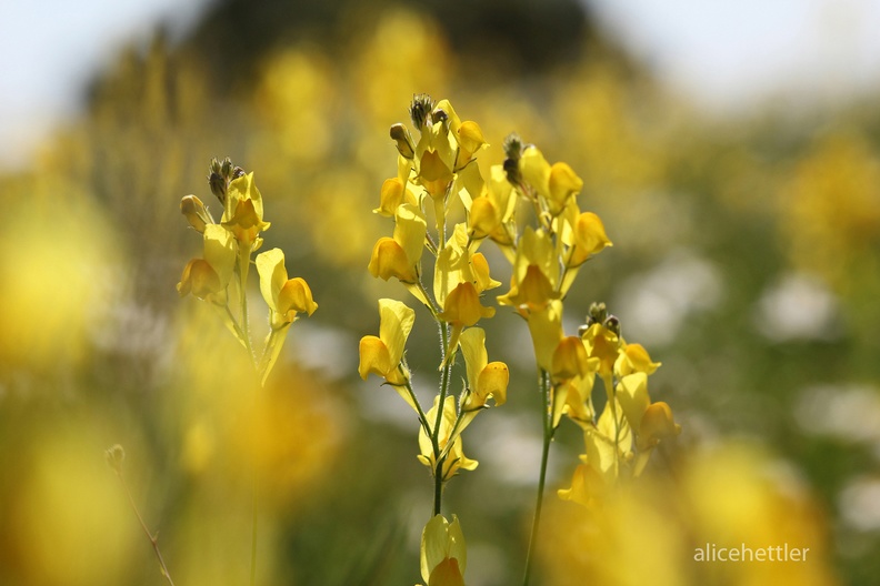 Ruten-Leinkraut (Linaria spartea)